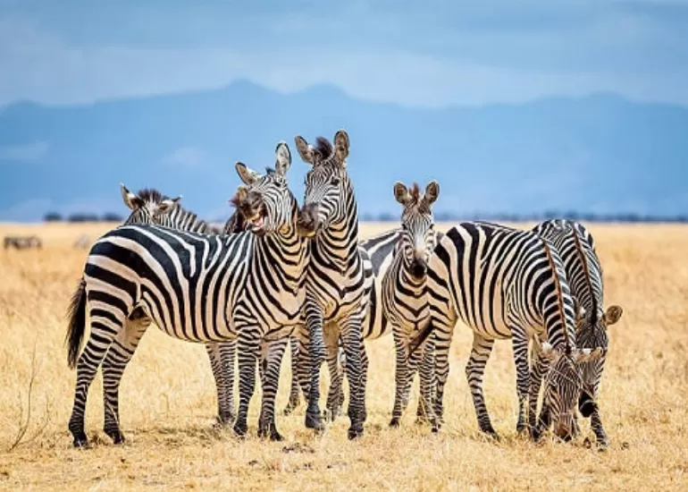 2 Days Manyara and Ngorongoro Safari