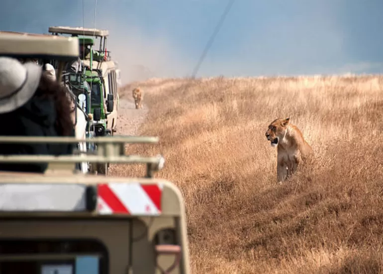 Tanzania Budget Safari