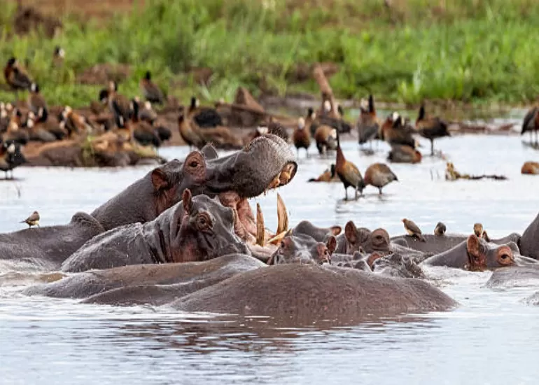 Ngorongoro Crater Day Trip Safari