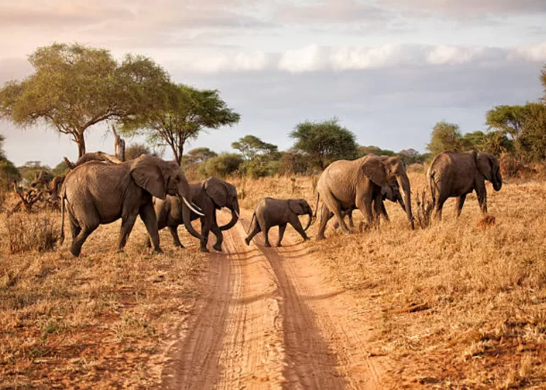 Tarangire National Park