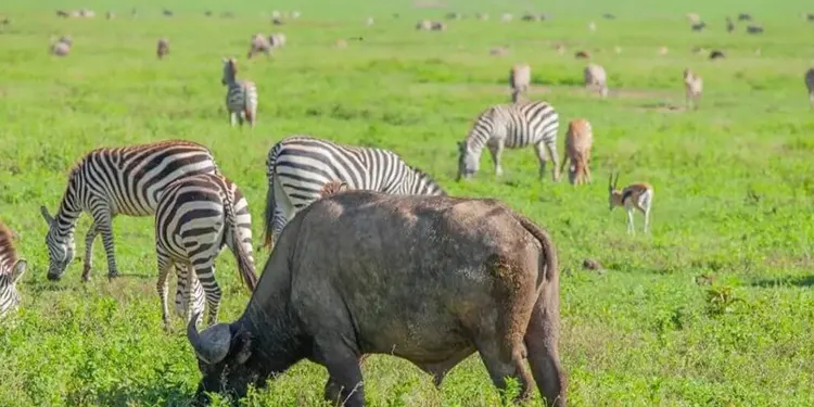 Zebra calving season in ngorongoro