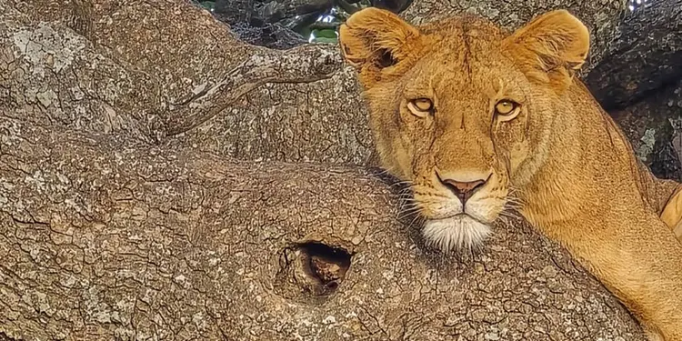 Best safari tanzania - budget and shared safari