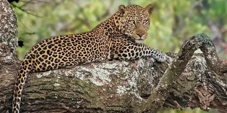 Best safari tanzania - private adventure