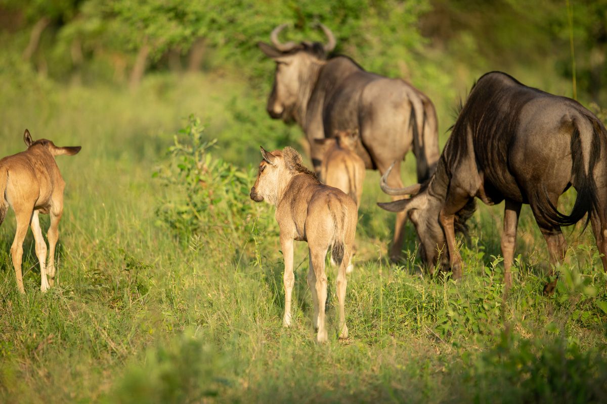 The Hidden Miracle of the Wildebeest: Understanding Pregnancy in Tanzania&rsquo;s Great Migration
