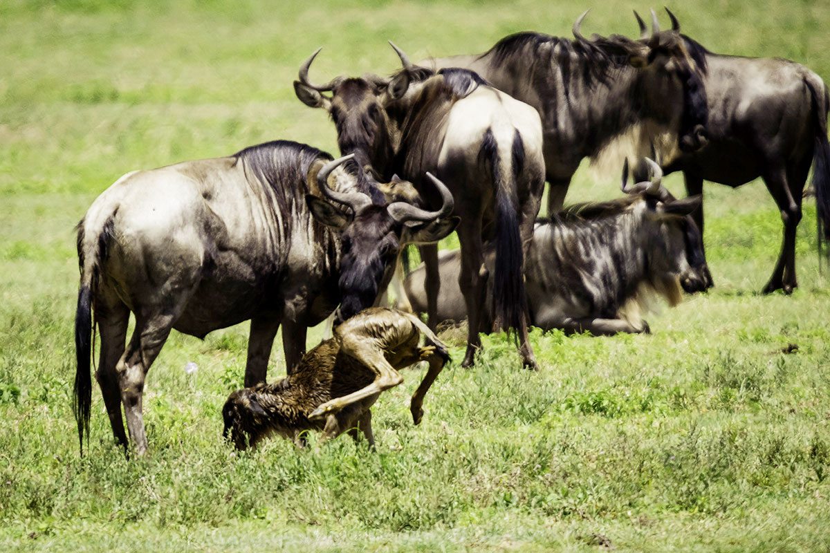 The Hidden Miracle of the Wildebeest: Understanding Pregnancy in Tanzania&rsquo;s Great Migration