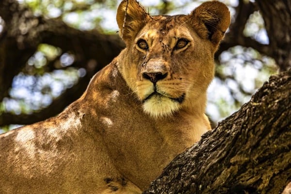 Christmas and New Year Tanzania Tours Celebrate the Festive Season in the Wild