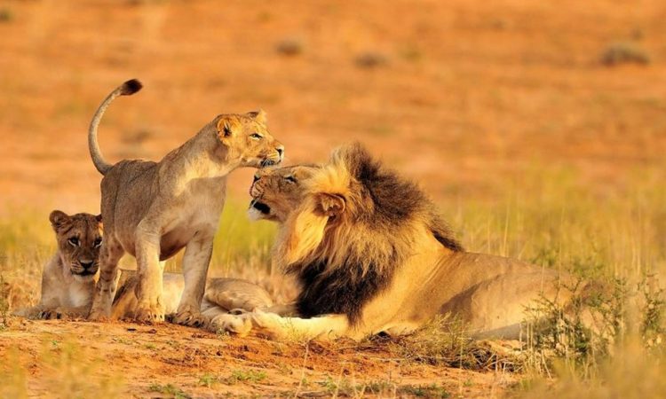 Festival Season Safari in Tanzania: A Journey to the Heart of Nature and Celebration