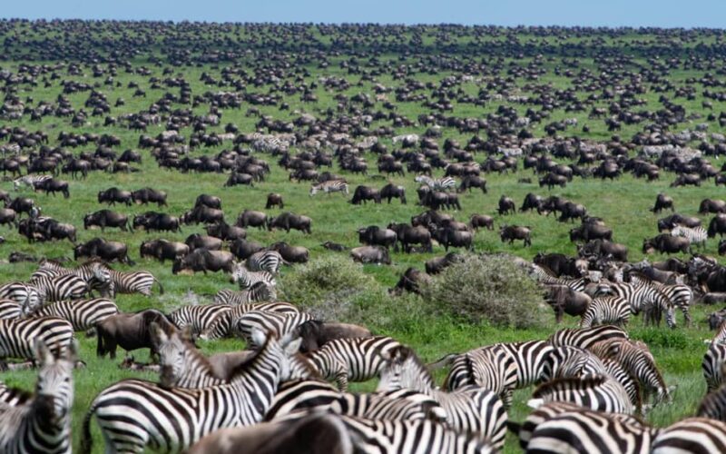 Celebrate Christmas with a Tanzanian Safari Holiday