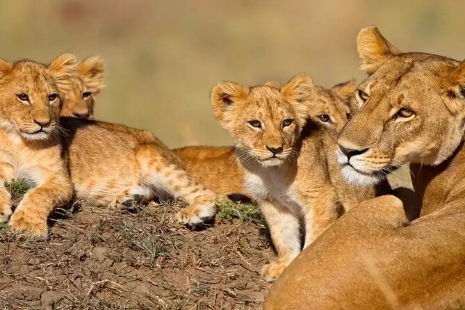 Celebrate Christmas with a Tanzanian Safari Holiday