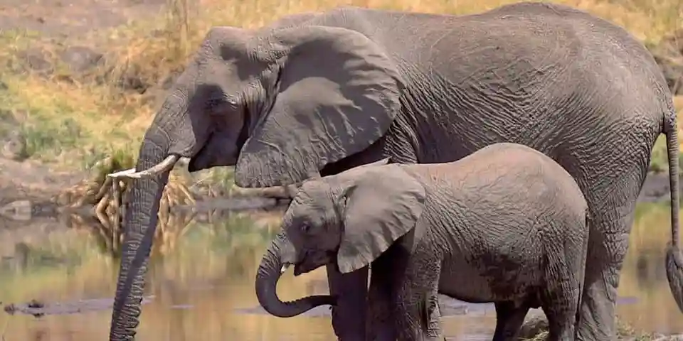 The Ultimate Safari and Beach Holiday in Tanzania: From Arusha to Zanzibar