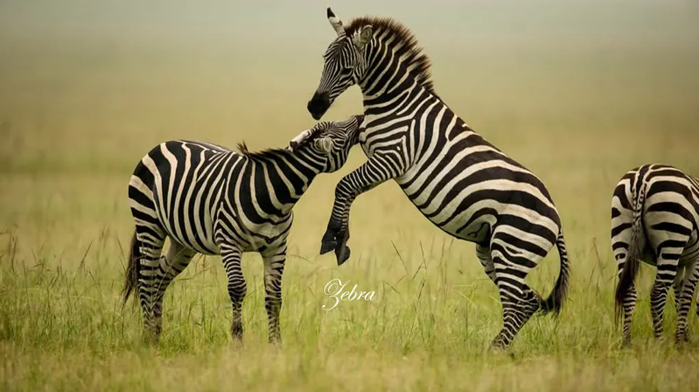 How to book Safari Tanzania - Serengeti National Park