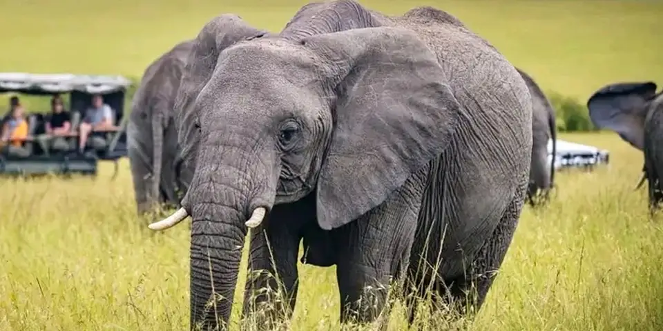 Experiencing the Ultimate Luxury Safari in Northern Tanzania