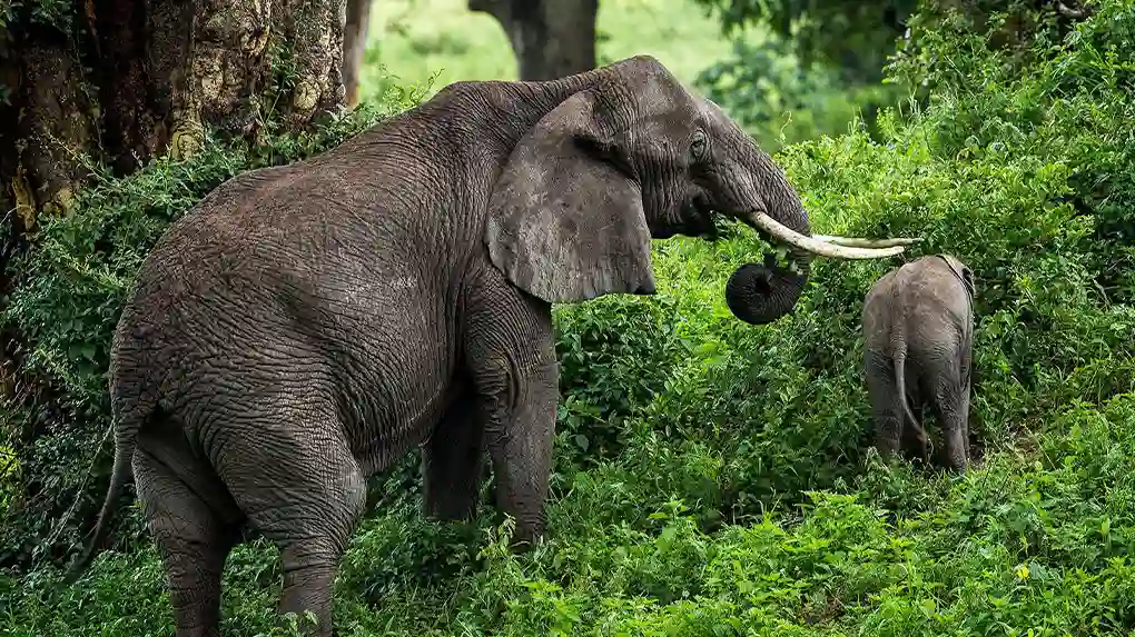 Ndutu calving season reveals the Great Migration&rsquo;s magic.