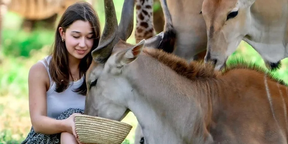 The Timeless Allure of an Africa Safari Holiday