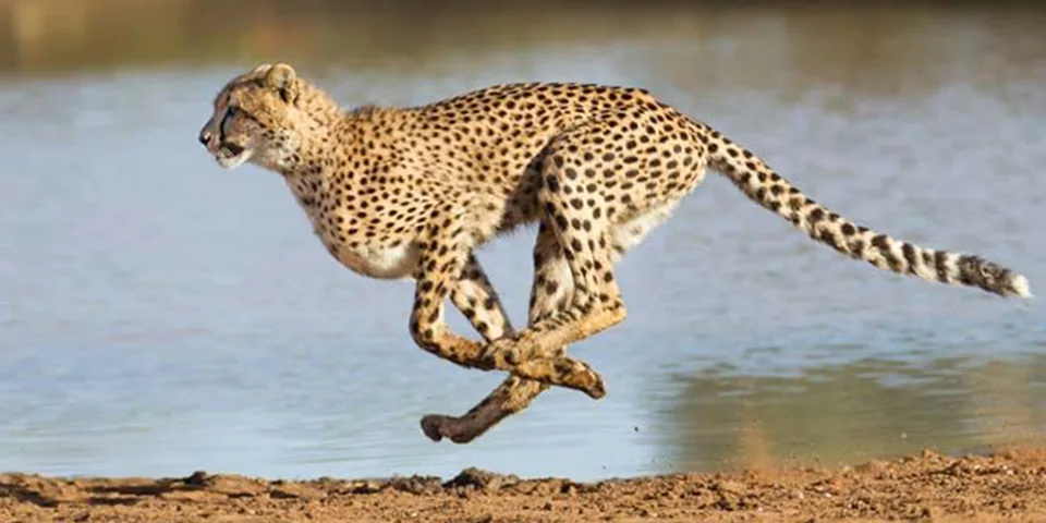 The Timeless Allure of an Africa Safari Holiday