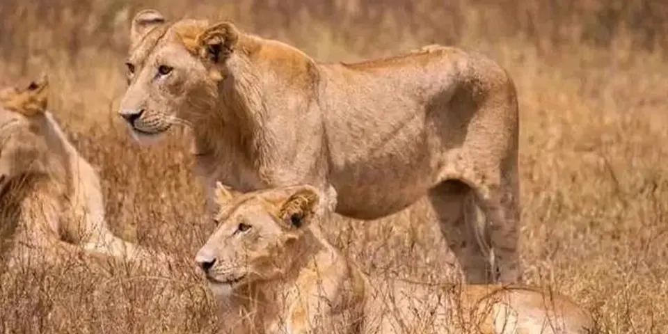 GROUP SAFARI TANZANIA: EXPERIENCE THE WILD BEAUTY OF ARUSHA