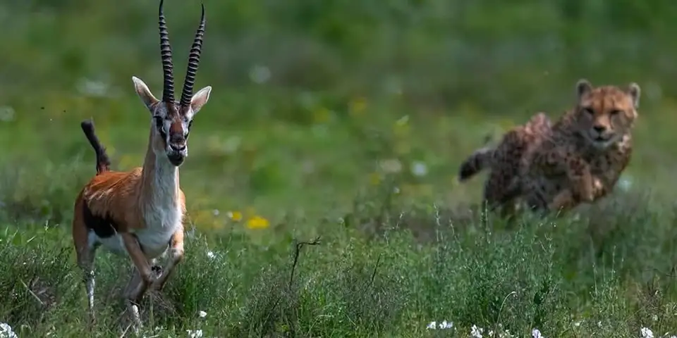 Luxury Safaris in Tanzania: Exclusive Wildlife and Unforgettable Experiences