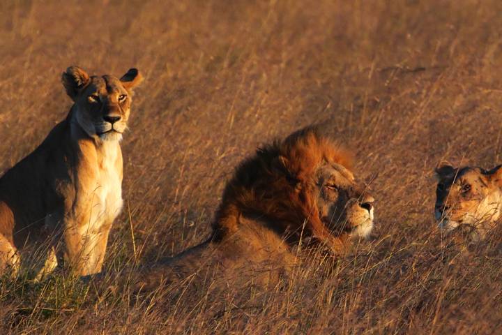 The Big Five Animals of Arusha: A Complete Safari Guide to Tanzania&rsquo;s Iconic Wildlife