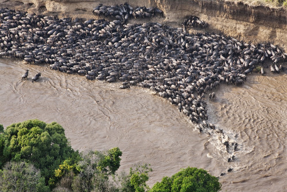 The Great Wildebeest Migration in the Serengeti: Nature&rsquo;s Greatest Wildlife Spectacle