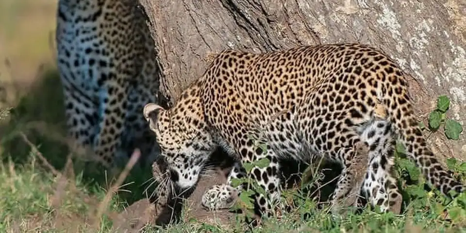 Tanzania Safari 2026: Timing, Travel Style and Wildlife Experiences