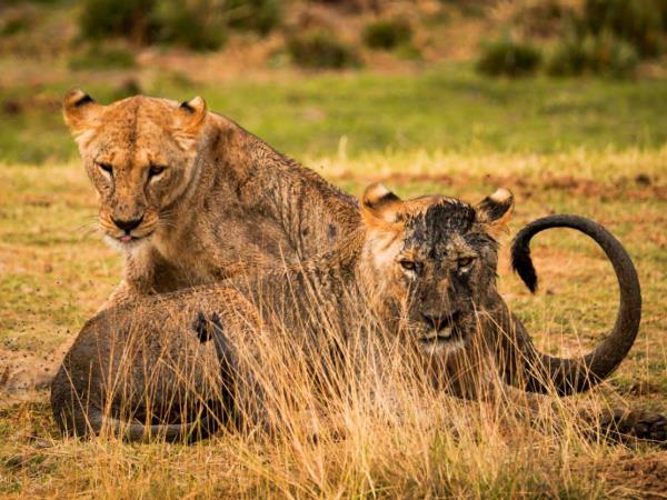 Tanzania Travel Guide: Wildlife, Scenic Parks and Indigenous Culture