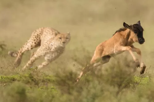 Wildebeest and Predators on the Golden Grass of the Serengeti