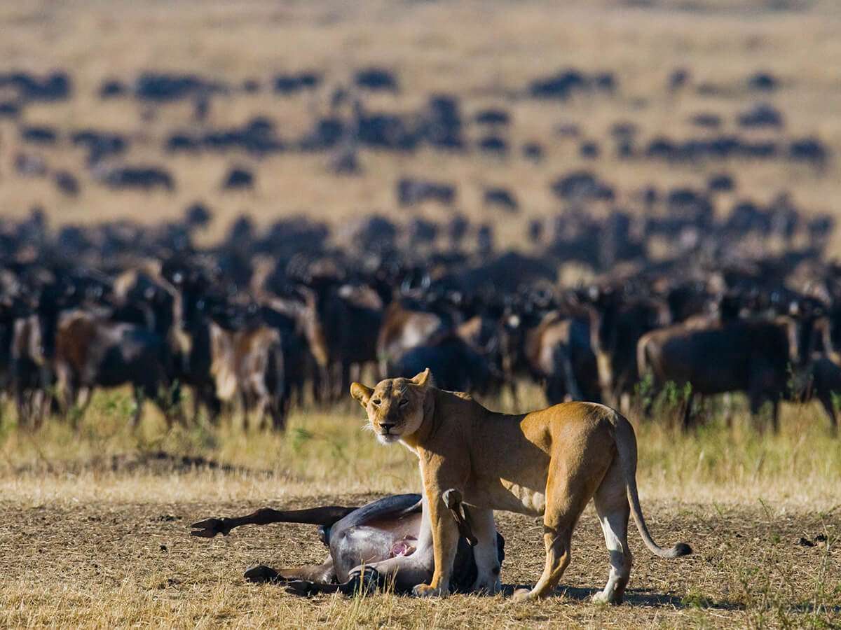 Wildebeest and Predators on the Golden Grass of the Serengeti