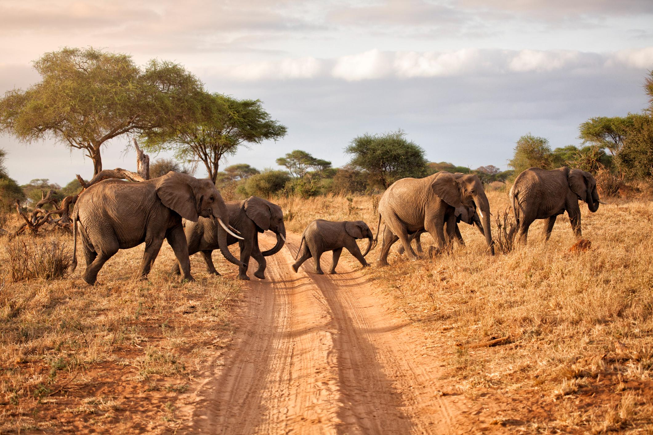 Holiday Safari in Arusha: Explore Serengeti, Tarangire & Lake Manyara