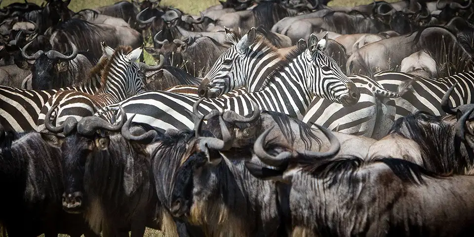 Northern Tanzania Safari: Explore Serengeti, Tarangire & Lake Manyara