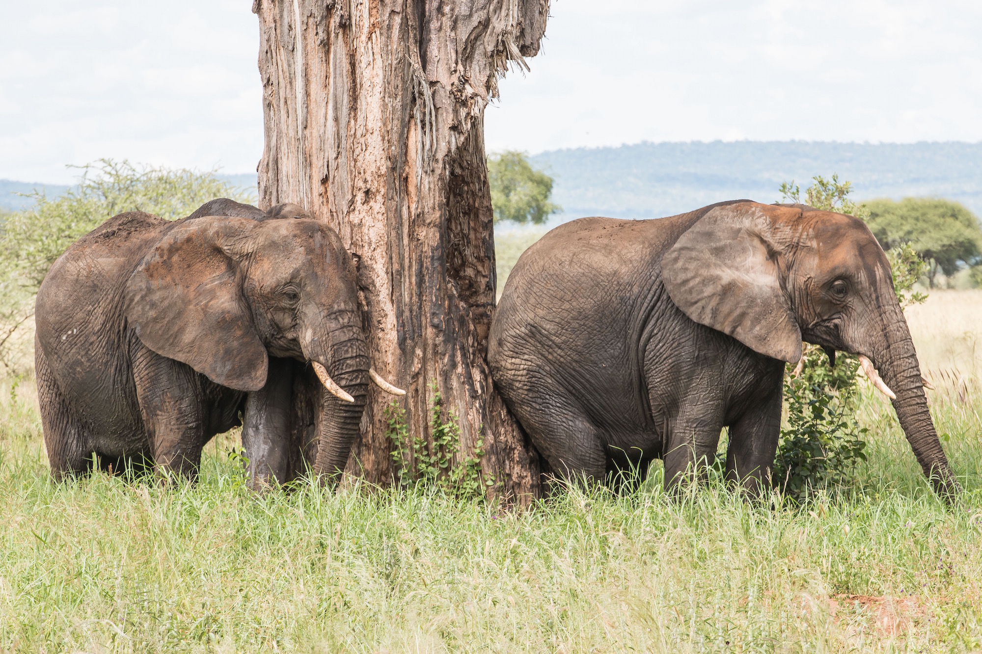 Africa Big Five Safaris 2026: Explore Serengeti, Tarangire & Ngorongoro