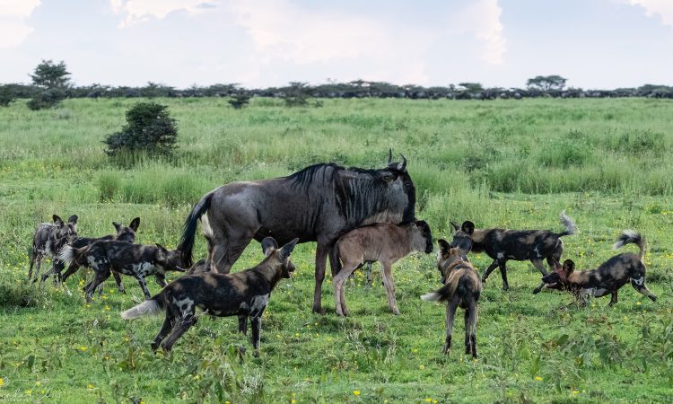 Tanzania Weather & Landscape in March: Lush Savannahs, Vibrant Wildlife, and Seasonal Rain