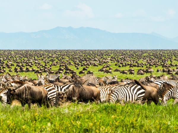 Tanzania Weather & Landscape in March: Lush Savannahs, Vibrant Wildlife, and Seasonal Rain
