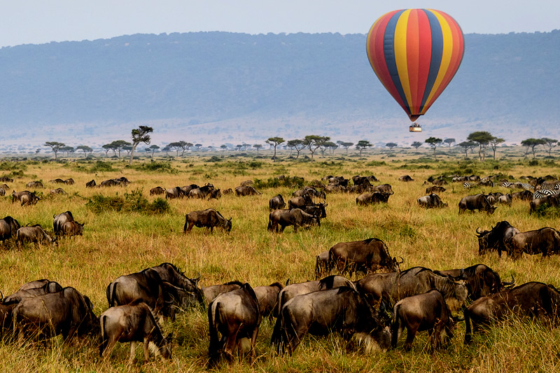This in-depth guide explores the wildebeest migration in Serengeti National Park, focusing on key viewing areas within Arusha, including Ngorongoro Conservation Area, Tarangire National Park, and Lake Manyara National Park. It provides insights into migration patterns, best travel periods, and how to plan a well-structured Tanzania safari for optimal wildlife experiences.