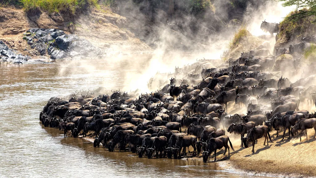 Wildebeest Migration River Crossings in Serengeti: Ultimate Safari Experience