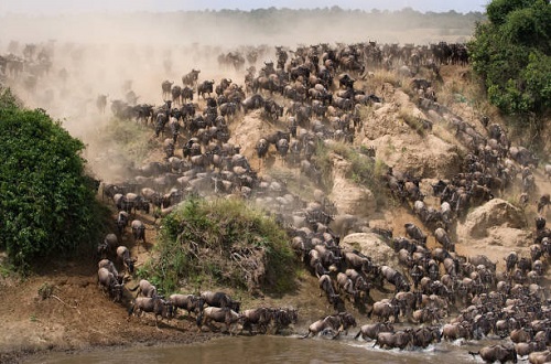 Wildebeest Migration River Crossings in Serengeti: Ultimate Safari Experience