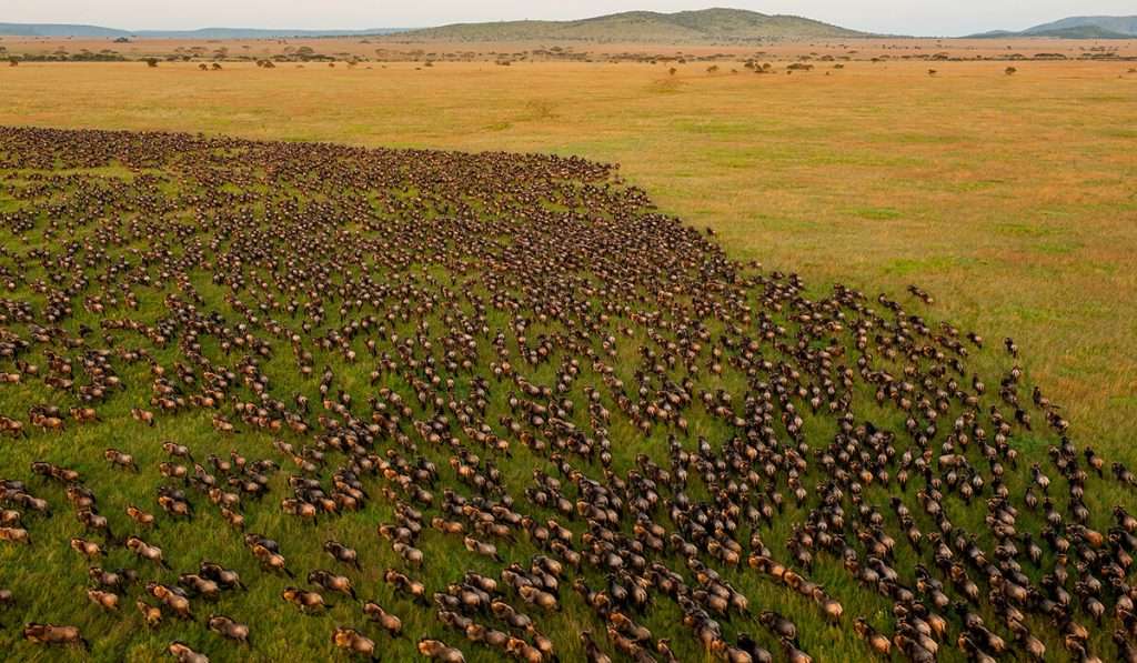Serengeti Balloon Safari: Experience Tanzania from the Sky