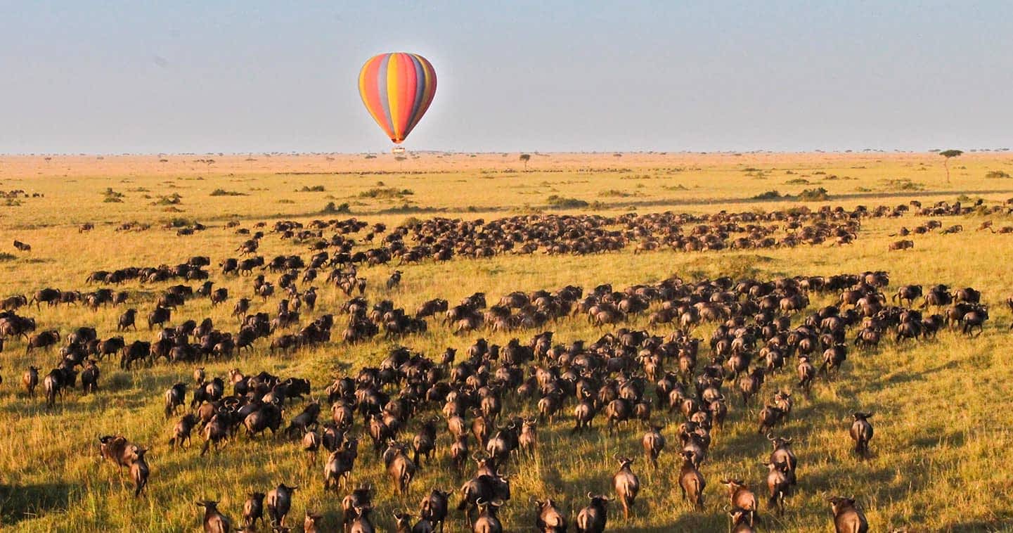 Fly-In Fly-Out Safari Tanzania: Luxury and Time-Saving Travel