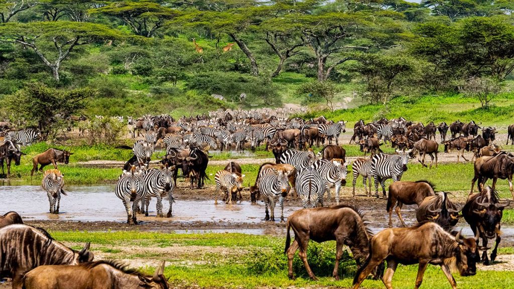 Wildebeests migration in seregeti