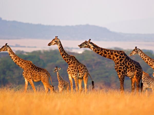 Top Holiday Destinations in October: Tanzania Safari Guide to Serengeti, Ngorongoro & More