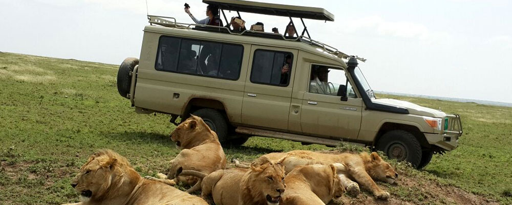 Serengeti National Park Safari: Ultimate Wildlife Adventure