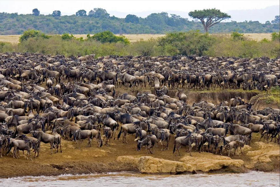 Best Time to Visit Serengeti National Park for the Great Migration