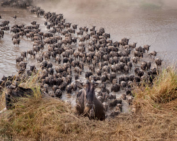 Migration Safari in Tanzania: An Unforgettable Experience in Serengeti National Park