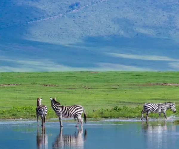Serengeti National Park and Zanzibar Safari Package: The Perfect Bush and Beach Escape