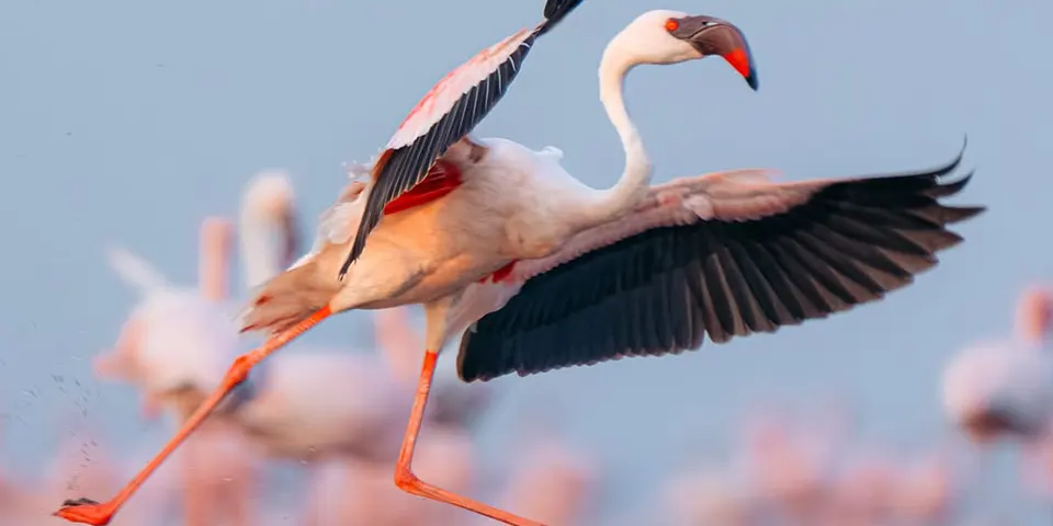 Planning and Booking Tanzania Safari 2026: Budget, Private Safaris and Best Tour Operator Guide