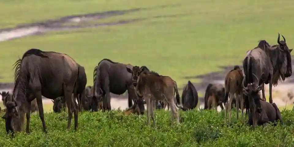 Planning and Booking Tanzania Safari 2026: Budget, Private Safaris and Best Tour Operator Guide