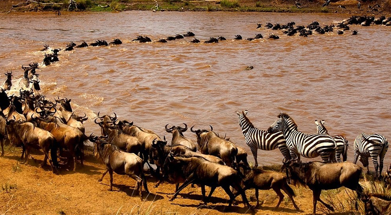 Northern Serengeti National Park: Where the Great Migration Reaches Its Peak