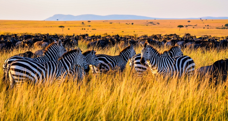 Family Safari in Tanzania:Family Safari in Tanzania: Family Safari in Tanzania: