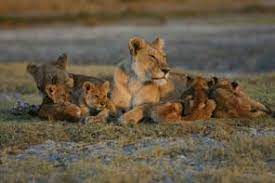 Affordable Honeymoon in Tanzania: Romance on a Budget 