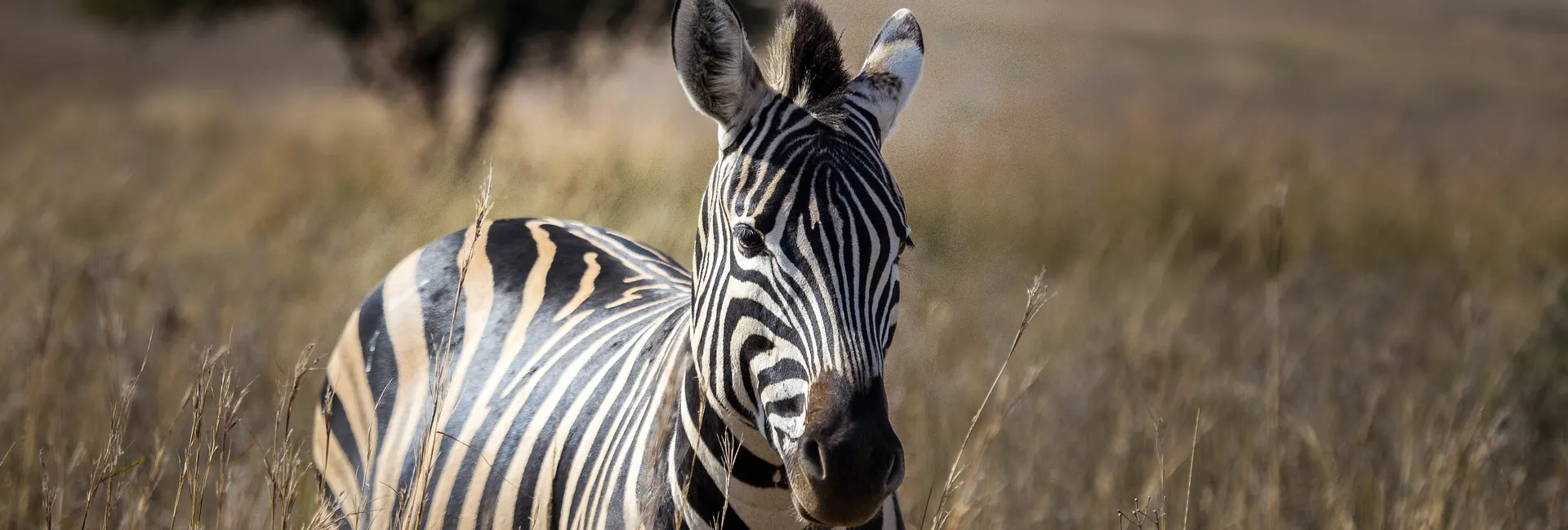 Beach Holiday and Safari 2025–2026