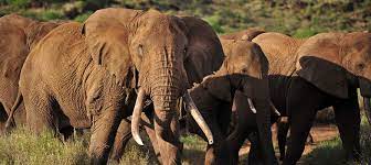 Best Christmas and New Year Holiday Safari Packages in Tanzania